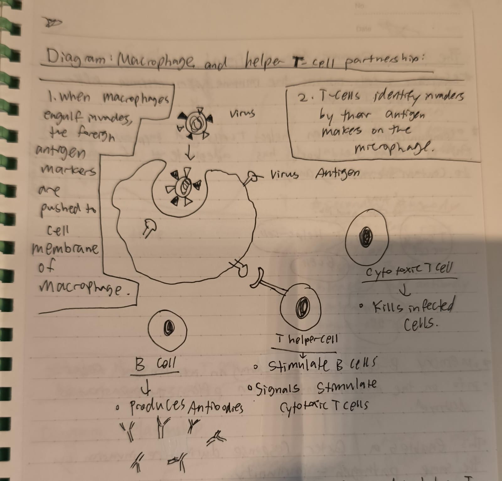 <p>The relationship between B-cells and T-cells </p>