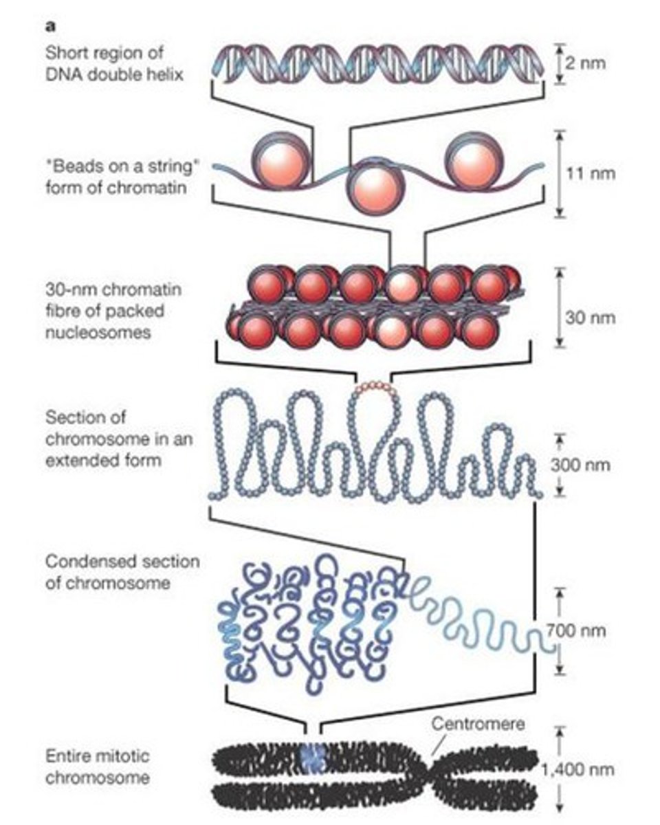 <p>-most DNA is at 30nm fiber stage<br>-at 300 nm: loop because scaffolding proteins that can hold loops together--&gt; more condensed<br>-at 700nm they are fully condensed<br>- we condense because it makes it easier to move things around, need condesing of chromosome to replicate<br>-each region of nucleus has a specific chromosomes (they are not just tangled and floating)</p>