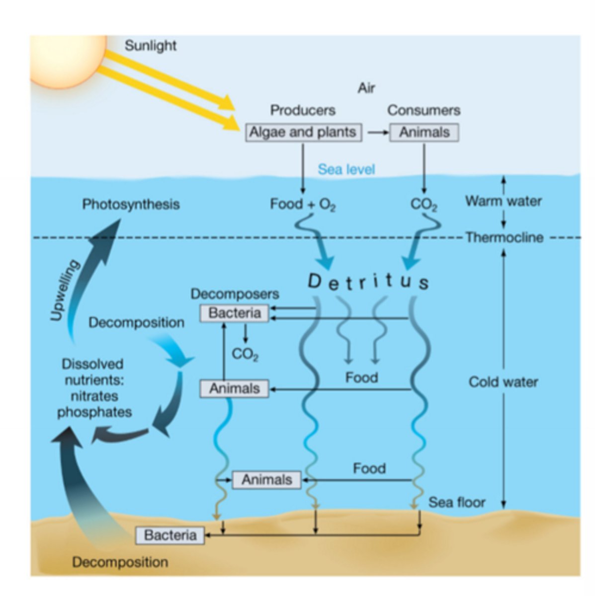 <p>- Biogeochemical cycling: the recycling of nutreints through the ecosystem (and through the ocean)</p><p>- Unlike energy, nutrients trasnfer is cyclic, meaning that nutrients are never truely lost</p><p>- Nutrient transfer in Marine Environemnts:</p><p>- 1. Nutrients are fixed by producers into organic matter</p><p>- 2. Some nutrients are transfered from producers to consumers, and the rest of the nutrients are decomposed when a producers/consumers die, become detritus, and are eaten by detritvores</p><p>- 3. Nutrients released back into the deep ocean (remineralization)</p><p>- 4. Upwelling can bring these nutrients back to the surface to be recycled back into producers</p><p>-</p>