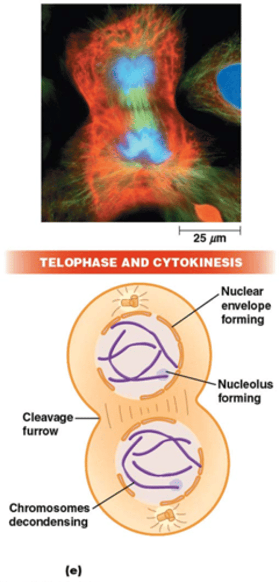 <p>•Chromosoom decondensatie, nucleoli verschijnen + kernmembraan wordt gevormd</p><p>•Tijdens telofase begint ook al cytokinese</p>