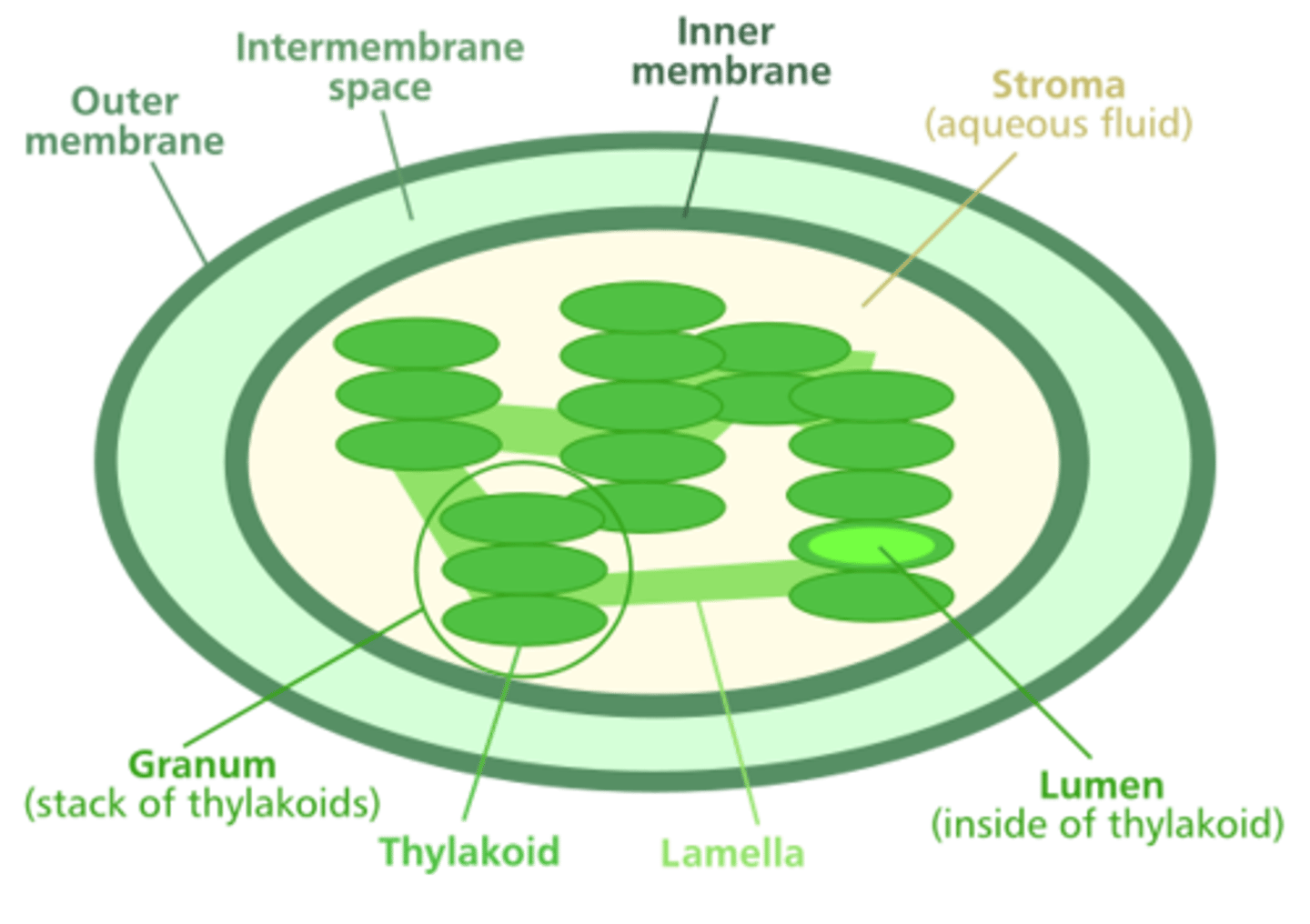<p>organelles found in plant and algae cells that perform photosynthesis and other functions</p><p>They are membrane-bound and contain their own DNA and ribosomes</p>