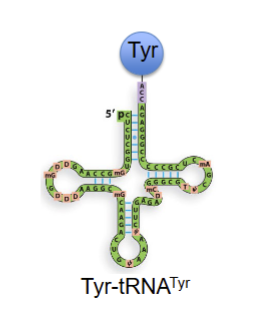 <p>trna that recignuzes codon for tyrosuine and charged with tyrosine aa</p>