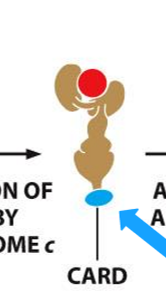 <p>recruitment of procaspases into proximity thereby facilitating their activation </p>