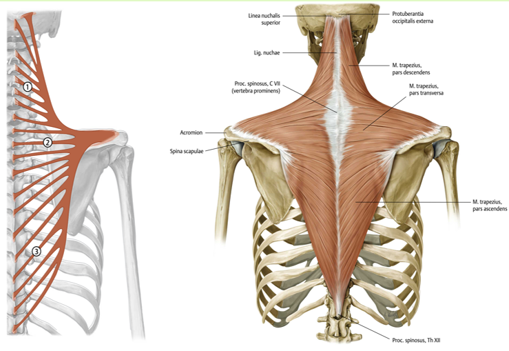 <p><span><span>Origo:</span></span></p><ul><li><p><span><span> pars descendens:</span></span></p><ul><li><p><span><span>os occipitale tussen linea nuchealis superior en protuberantia occipitalis externa,</span></span></p></li><li><p><span><span>Via het lig. nuchae aan de procc. spinosi C I - VII</span></span></p></li></ul></li><li><p><span><span> pars transversa: aponeurose (peesplaat) t.h.v. procc. spinosi Th I - IV</span></span></p></li><li><p><span><span> pars ascendens: procc. spinosi Th V- XII</span></span></p></li></ul><p></p><p><span><span>Insertie:</span></span></p><ul><li><p><span><span>pars descendens: laterale 3de deel van de clavicula</span></span></p></li><li><p><span><span> pars transversa: acromion en lateraal deel spina scapulae</span></span></p></li><li><p><span><span>pars ascendens: spina scapulae ter hoogte van trigonum spina scapulae</span></span></p></li></ul><p></p><p><span><span> Functie: fixatie van scapula aan thorax,</span></span></p><ul><li><p><span><span>pars descendens:<br>• Glijden naar mediaal (retractie), elevatie en opwaartse rotatie van de scapula<br>• Geinverseerde functie: ipsilaterale lateroflexie en heterolaterale rotatie – en<br>extensie (bij bilaterale contractie) van het hoofd en de cervicale wervelkolom</span></span></p></li><li><p><span><span> pars transversa:<br>• glijden naar mediaal (retractie), en opwaartse rotatie van de scapula</span></span></p></li><li><p><span><span>pars ascendens:<br>• glijden naar mediaal (retractie), depressie en opwaartse rotatie van de scapula</span></span></p></li></ul><p><span><span><br></span></span><span data-name="black_small_square" data-type="emoji">▪</span><span><span> Innervatie:<br></span></span><span data-name="black_small_square" data-type="emoji">▪</span><span><span> n. accesorius (XIde craniale zenuw) en plexus cervicalis (C2-C4)</span></span></p><p><br></p>