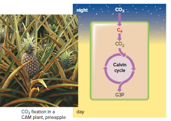 Carbon dioxide fixation in a CAM plant.
