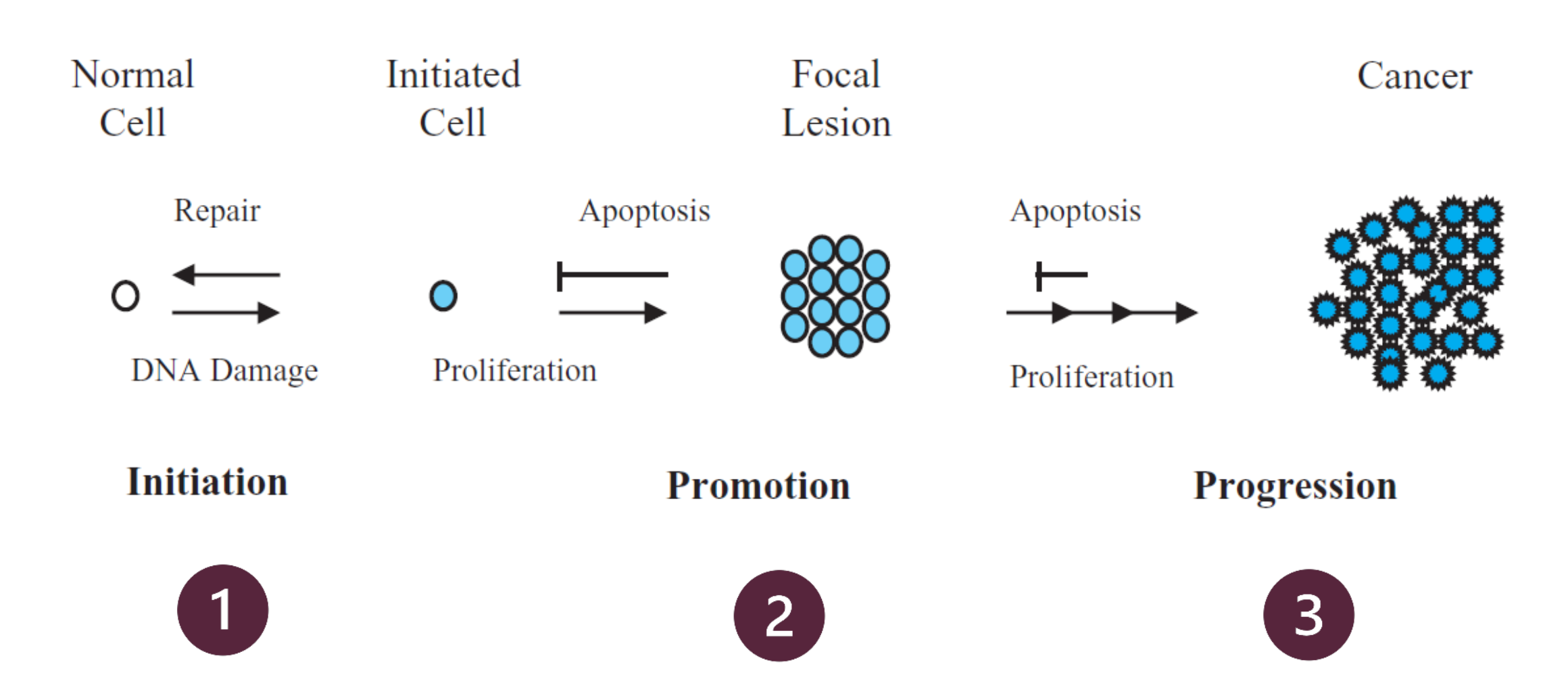 <p>1.INITIATION</p><p>2.PROMOTION</p><p>3.PROGRESSION</p>