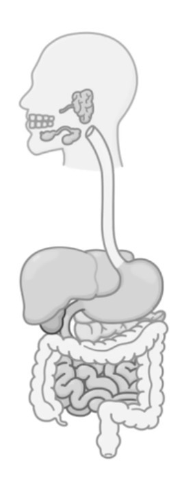 <p>Label the digestive system.</p>