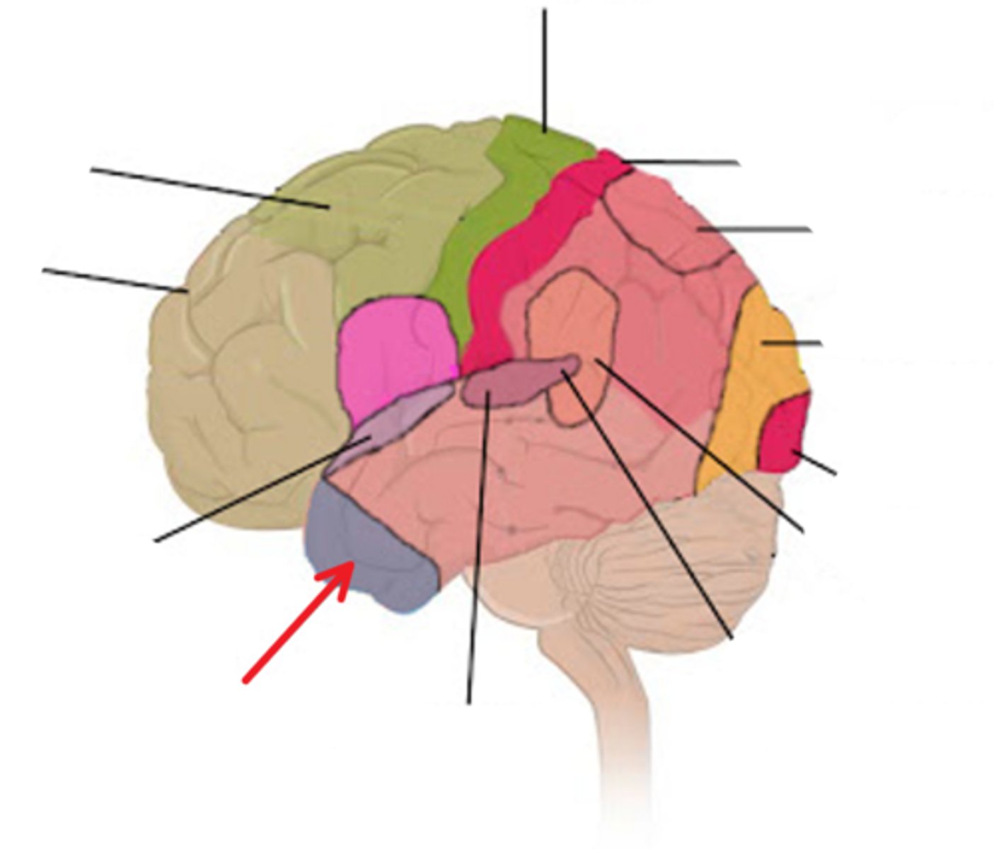 <p>•regulates mood (subj. feelings), affect (observable demeanor), and processing memory</p>