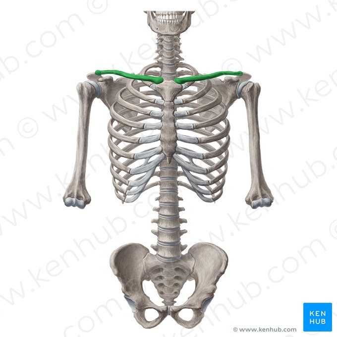 <p>What bone is this?</p>