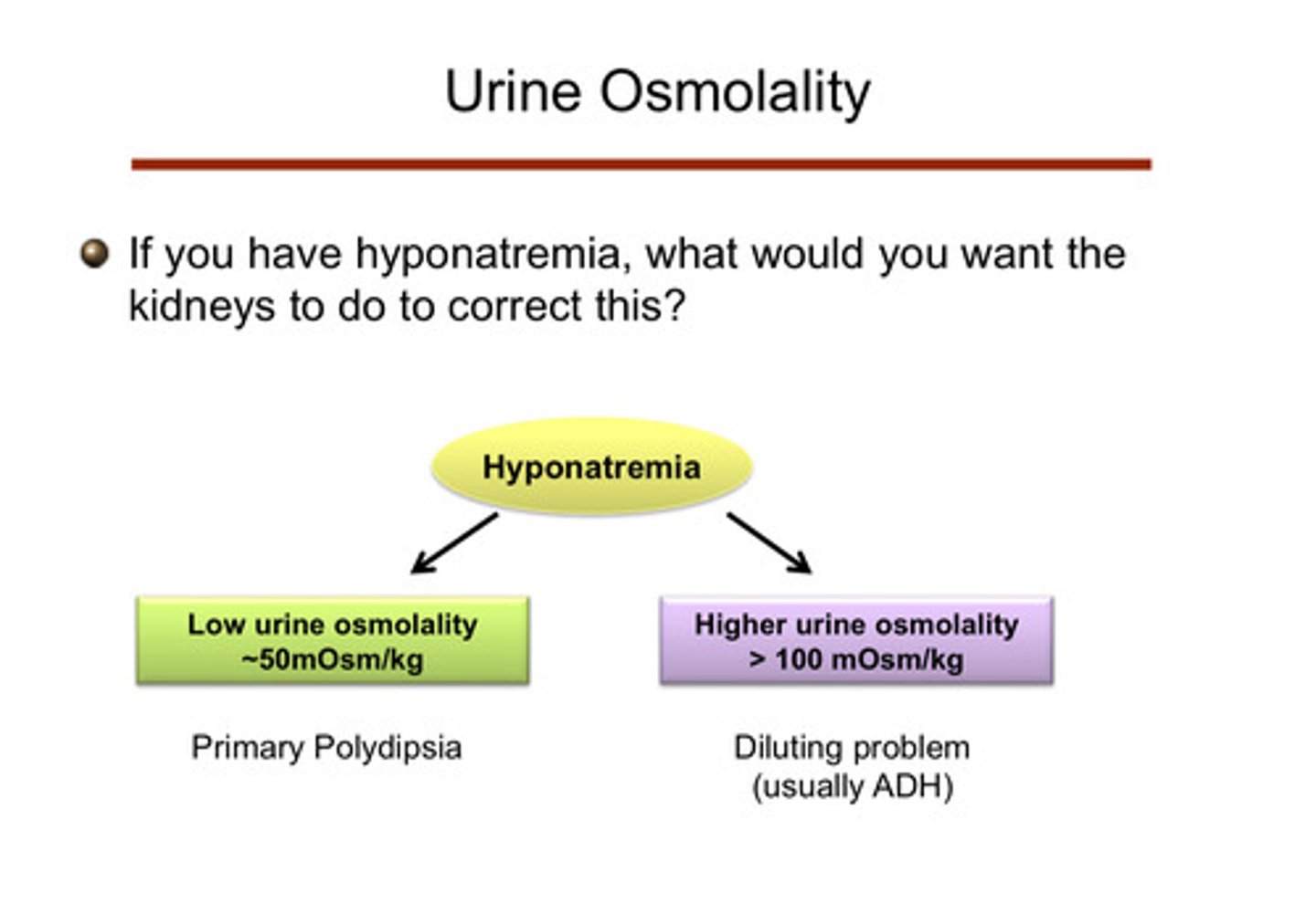 <p>due to the action of ADH (anti diuretic hormone), there is most likely a diluting problem (prevents water from being excreted so there is higher concentration in the urine)</p>