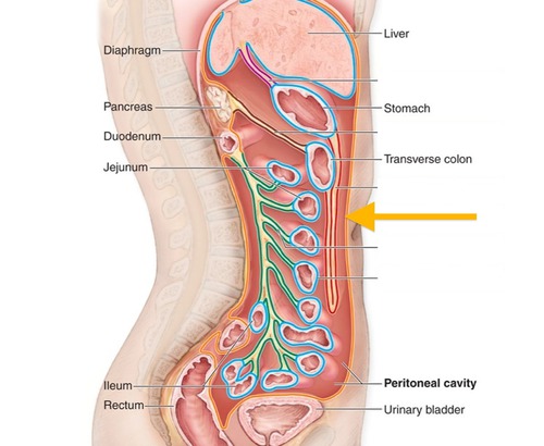 -Lines the body cavity
-The mesentery membrane is part of the peritoneum
-Part of the Digestive System