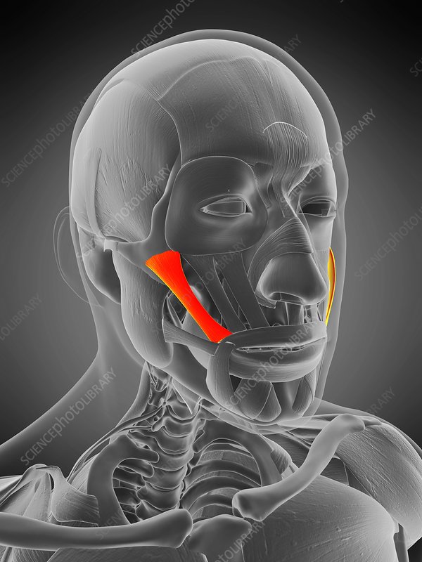 <p>muscle on the zygomatic process</p>