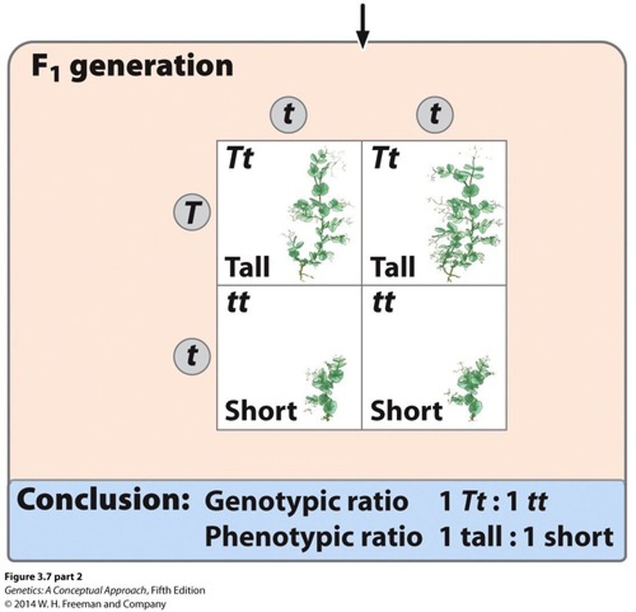 <p>To predict the genotypes and phenotypes of offspring from genetic crosses.</p>
