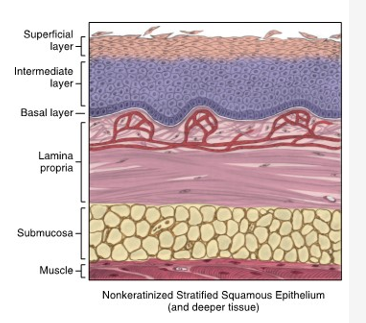 <ul><li><p>lining mucosa</p></li><li><p>basal, intermediate, and superficial layers present</p></li></ul><p></p>