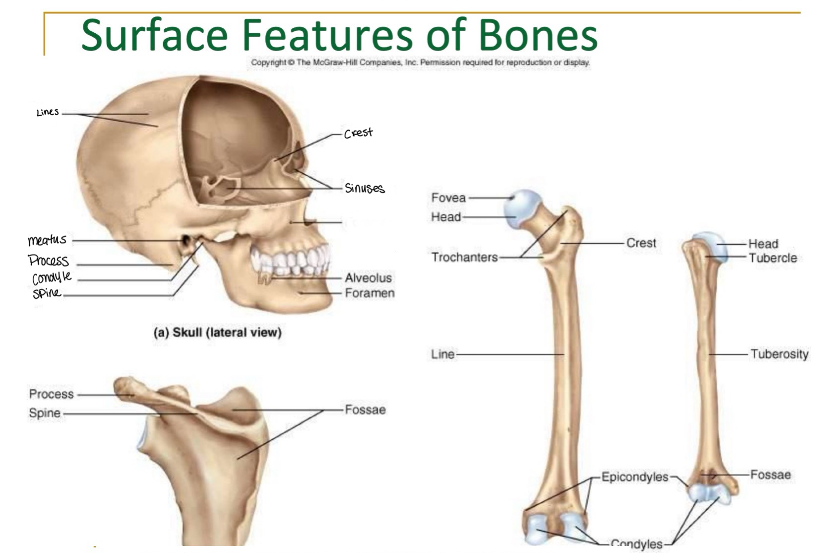 <p>label missing word on diagram (skull)</p>