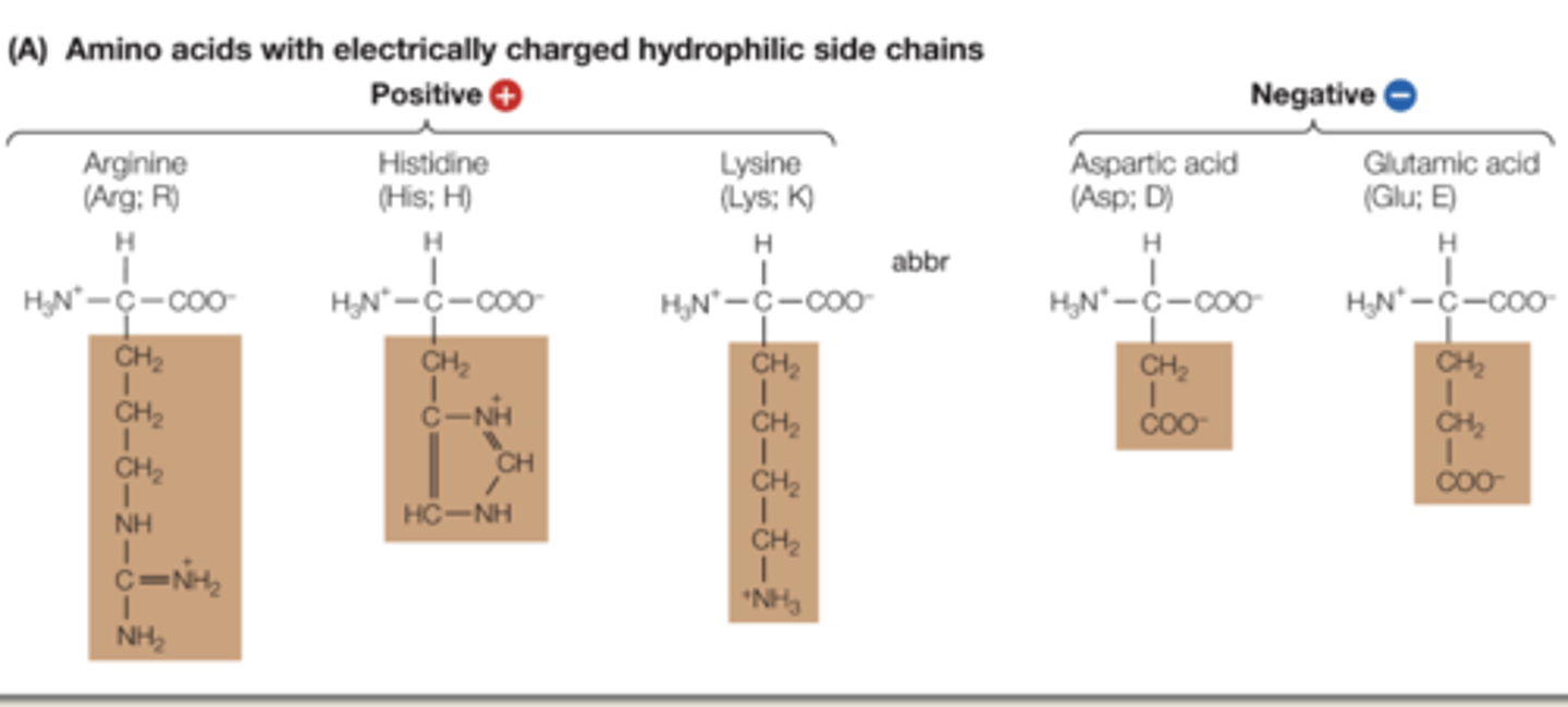 <p>they contain polar covalent bonds, and are positively or negatively charged. interacts with water. Have 4 things connecting to the N in the R group</p><p>Positive: Arginine, Histidine, Lysine. (have NH)</p><p>Negative: Aspartic acid, Glutamic acid. (have COO-)</p><p>(do not need to memorize)</p>