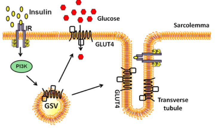 <p>Glucose transporter (GLUT4)</p><ul><li><p>transport protein (<strong>not an enzyme</strong>)</p></li><li><p>specific to muscle cells</p></li><li><p>facilitated diffusion</p><ul><li><p>follows concentration gradient</p></li></ul></li><li><p>insulin-sensitive</p></li></ul><p></p><p>Indirect cascade that should occur</p>