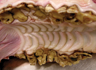 <p>wave mouth, smooth mouth</p>