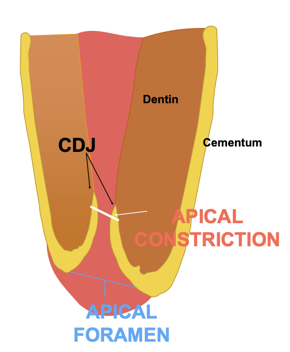 <p>apical constriction</p>