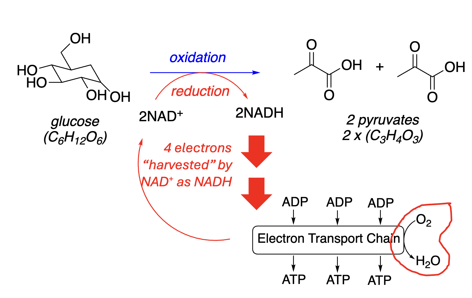 <p><span><span>Explain how catabolic oxidation reactions fuel ATP synthesis</span></span><span style="background-color: transparent;"><span>.</span></span></p>