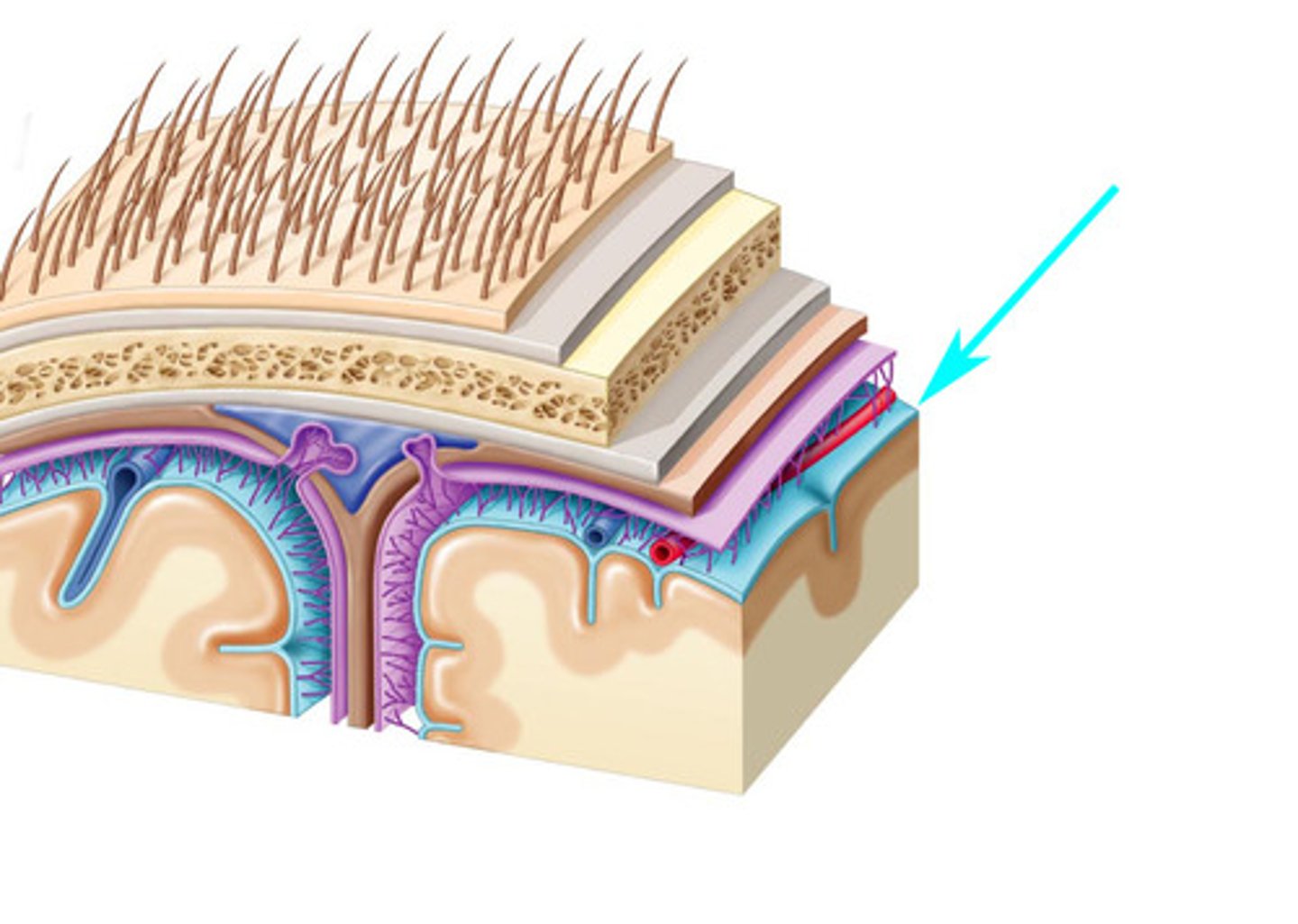 <p>the inner layer of the meninges that is attached firmly to the brain</p>