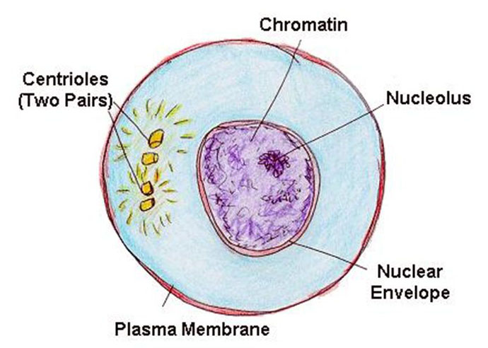 <p>What phase is this</p>