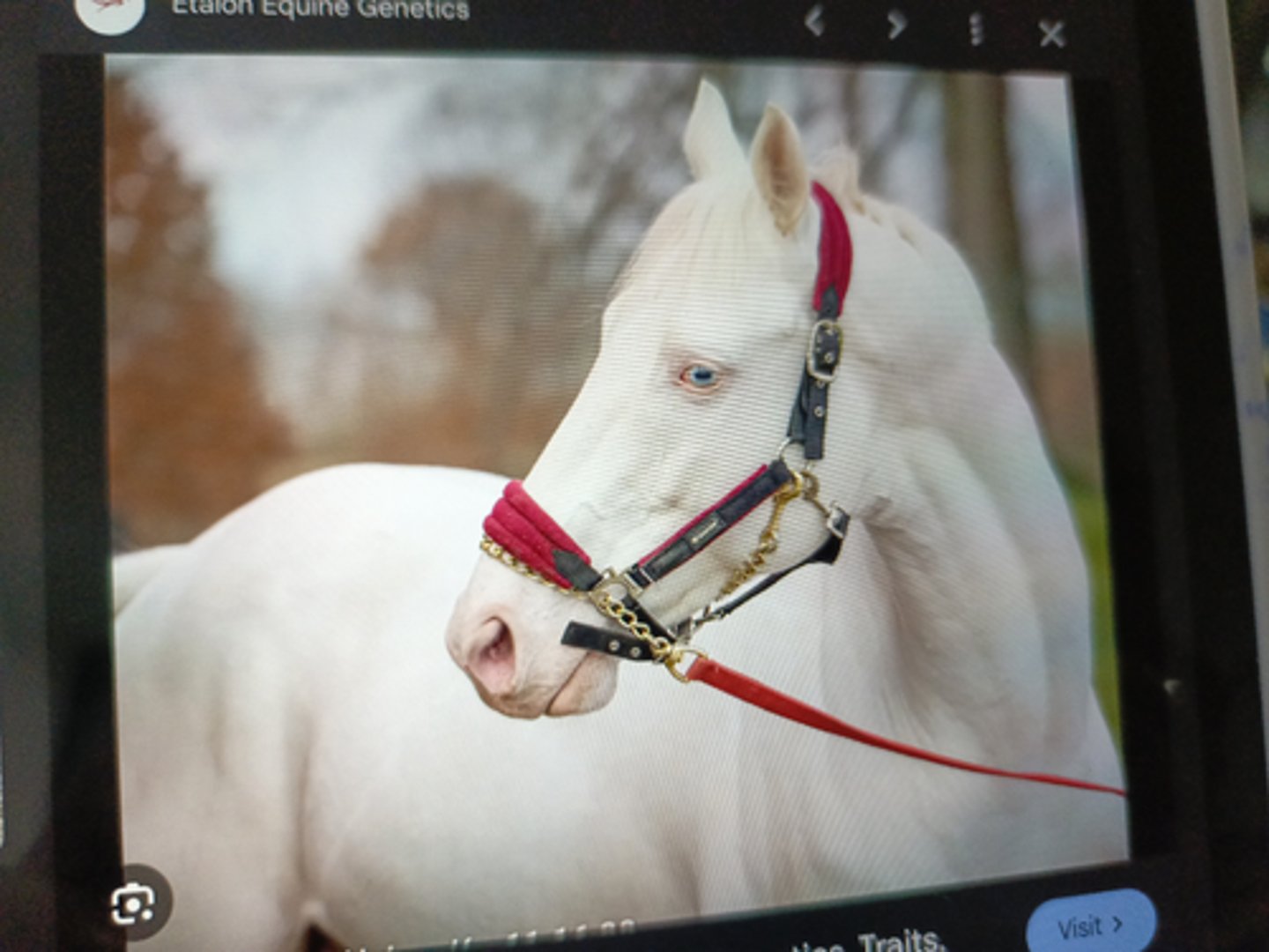 <p>alleles producing pink-skinned all- white horses with brown eyes</p>