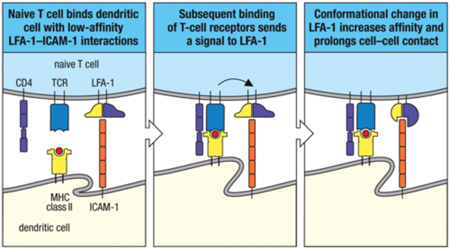 <p>1. naive T cell bindd dendritic cell with low-affinity LFA-1-ICAM interaction</p><p>2. Subsequent binding of T-cell receptors send a signal to LFA-1</p><p>3. Conformational change in LFA-1 increases affinity and prolongs cell-cell contact</p>