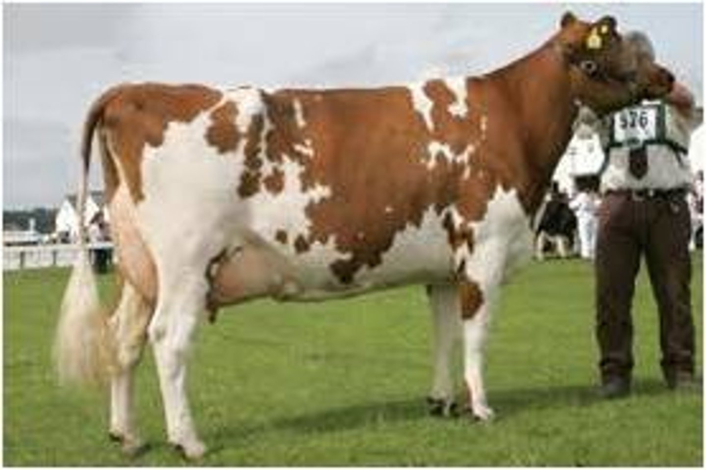 <p>This is a Scotland breed, has an average milk production, is reddish brown and white, and is known for its excellent udders</p>