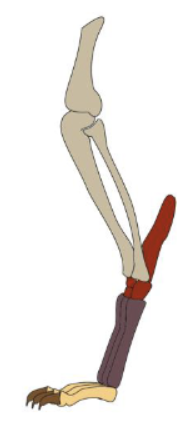 <p>Digitigrade </p>