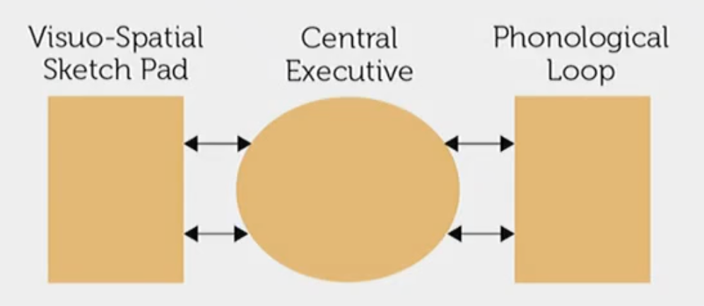 <p>Working Memory (Baddeley).</p><p></p><p>Baddeley proposed this new model for STM where it was now not a single store but made of&nbsp;<strong>3 distinct sub-units:</strong></p><ol><li><p>visuo-spatial sketchpad</p></li><li><p>central executive&nbsp;</p></li><li><p>phonological loop</p></li></ol><p></p><ul><li><p>Working memory (WM) allows us to temporarily <strong><em>store</em></strong> and<em> </em><strong><em>manipulate</em></strong> information</p></li><li><p>It also has a limited capacity system (like attention)</p></li><li><p>It is not determined by just one factor</p></li><li><p>Working memory is <strong>actively</strong> manipulating material (unlike STM which is the passive storage for memory)</p></li></ul><p></p>