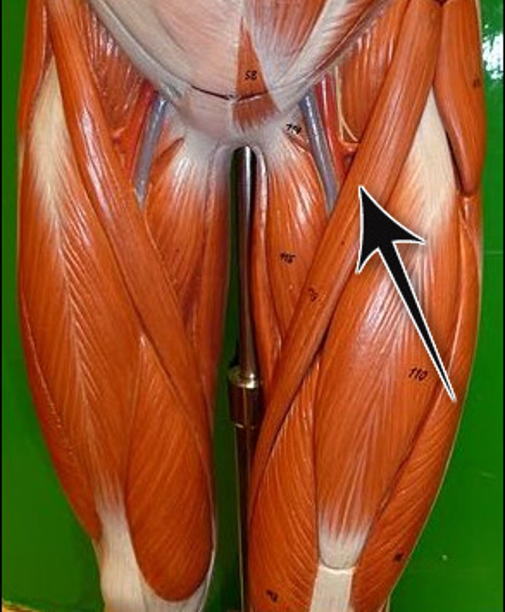 <p>band-like muscle that extends from the anterior superior iliac spine to the medial side of the proximal tibia<br>This versatile muscle flexes the leg at the knee and flexes, abducts, and laterally rotates the leg at the hip. <br>This muscle allows us to sit cross-legged</p>