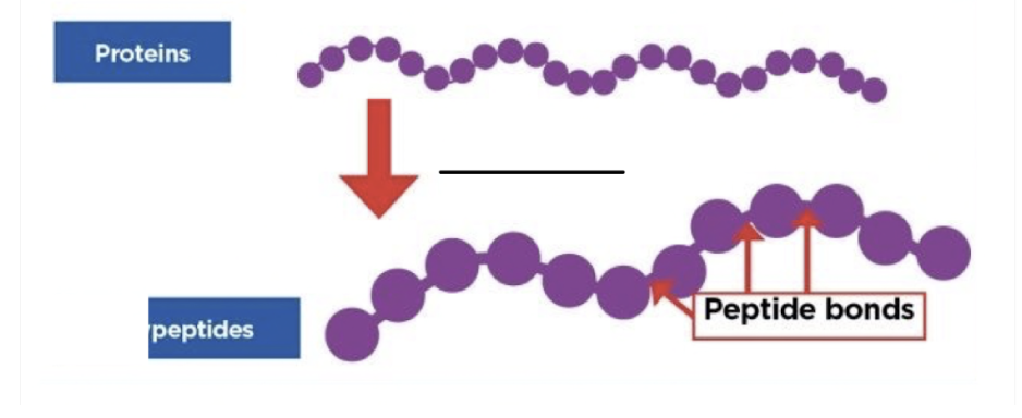 what digestive enzyme is this 