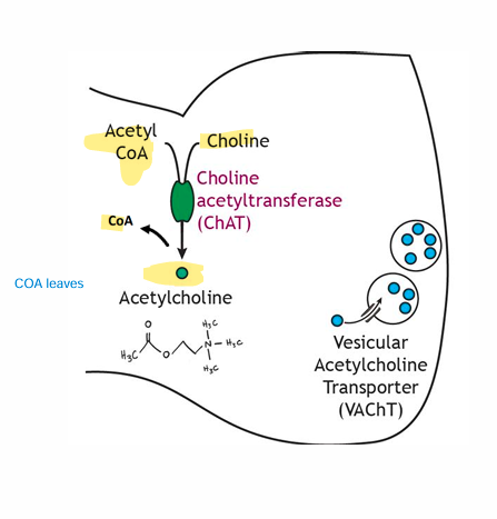 <ul><li><p><strong>• Choline Acetyltransferase</strong></p><ul><li><p>• Located in<strong> cytosol of axon terminal</strong></p></li><li><p><strong>• Converts Choline + Acetyl CoA to Acetylcholine</strong></p></li><li><p>• Choline brought in via membrane transportetransport</p></li></ul></li></ul><p></p>