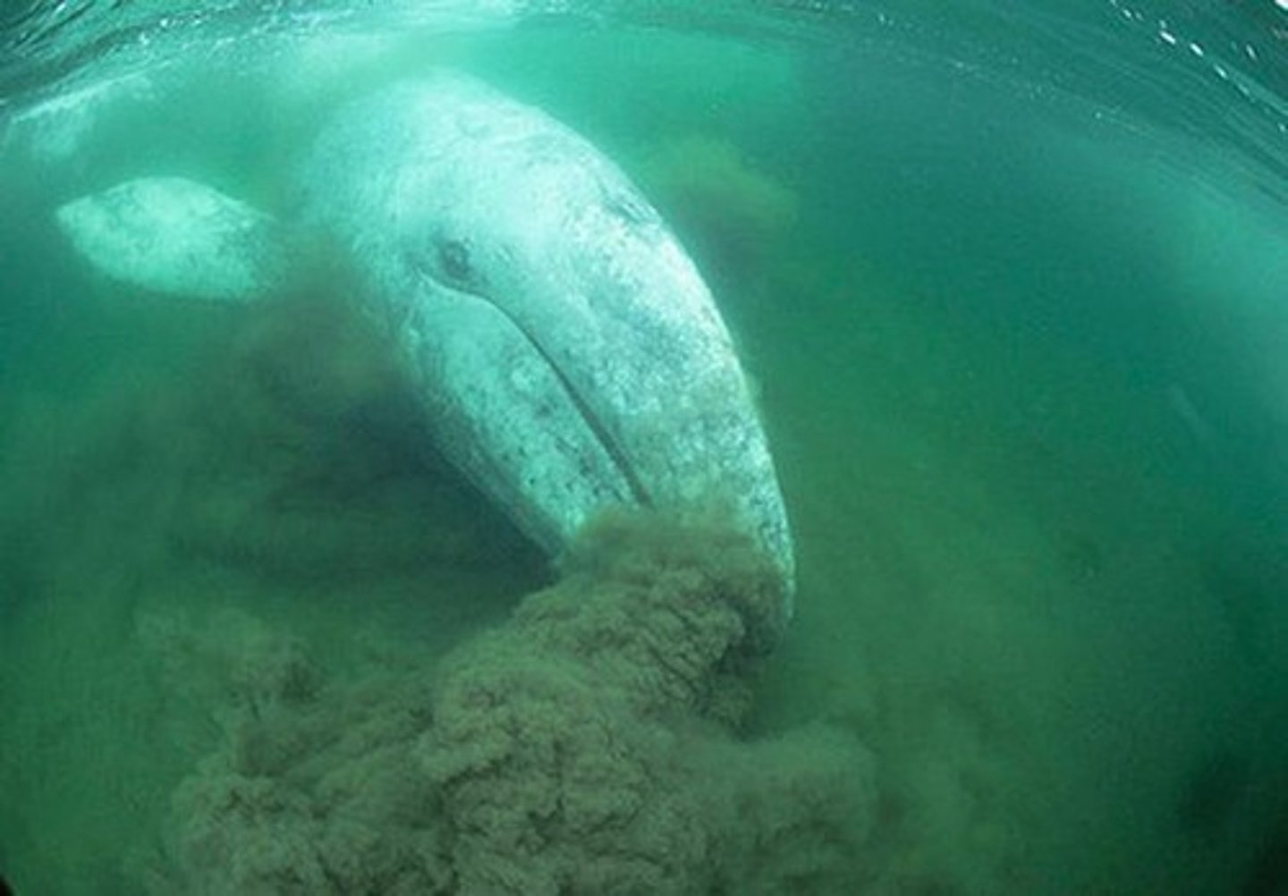 <p>- When take mouthfuls of sediment leave large, irregular depressions and can be a major structuring force of benthic communities</p><p>- A baleen whale that feeds on benthos</p>