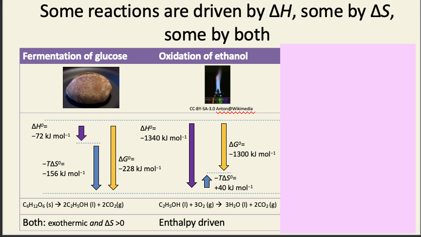 <p><span><span>Note the negative signs on the </span><em><span>T</span></em><span>∆</span><em><span>S</span></em><span> blue arrows: this is so we can just add the lengths to the enthalpy change arrows. The fermentation of glucose has a negative enthalpy change (∆</span><em><span>H</span></em><span>&lt;0), and a positive system entropy change (∆</span><em><span>S</span></em><span>&gt;0), hence a downward pointing arrow for ∆</span><em><span>H</span></em><span>, and also a downward pointing arrow for </span><u><span>minus</span></u><span> </span><em><span>T</span></em><span>∆</span><em><span>S. </span></em><span>These add up to one big downward pointing arrow, representing the overall negative ∆</span><em><span>G</span></em><span>&lt;0.</span></span></p>