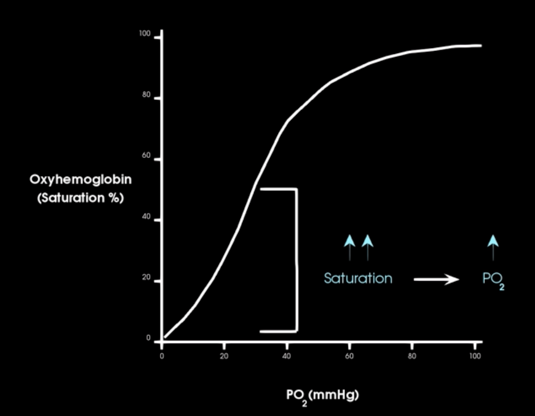 <p>what occurs in the beginnign of o2-hb satur. curve</p>