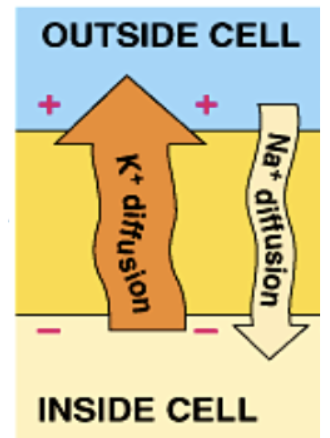 <p>Because Na/K pump actively counters leak of Na+ in and K+ out. Vm is closer to EK since K+ is most permeable.</p>