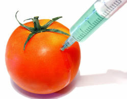 <p>organisms genetically modified for desired traits; e.g., herbicide-resistant soybeans</p>