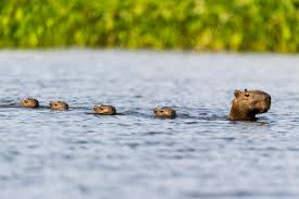 <p>Capybaras, and guinea pigs </p>