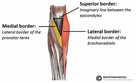 <p>- brachioradialis </p><p>- pronator teres </p><p>- line between lateral and medial epicondyles</p>