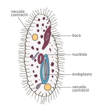 <p><span>La difusión simple es el </span><mark data-color="rgba(0, 0, 0, 0)" style="background-color: rgba(0, 0, 0, 0); color: inherit;">movimiento de moléculas, átomos o iones a través de una membrana selectivamente permeable, desde un área de mayor concentración a una de menor concentración, sin necesidad de energía ni proteínas de transporte</mark><span>.</span></p>