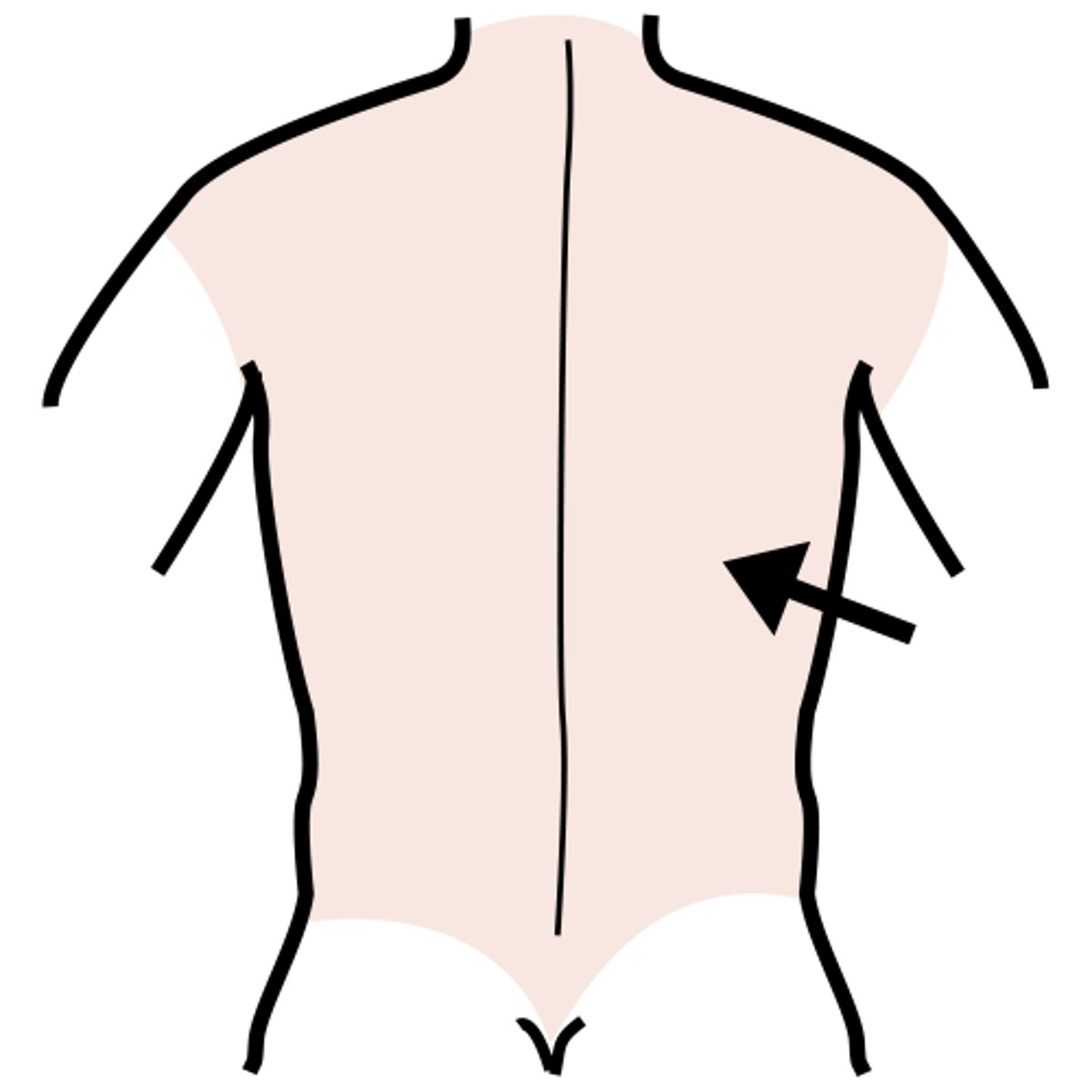 <p>back</p>