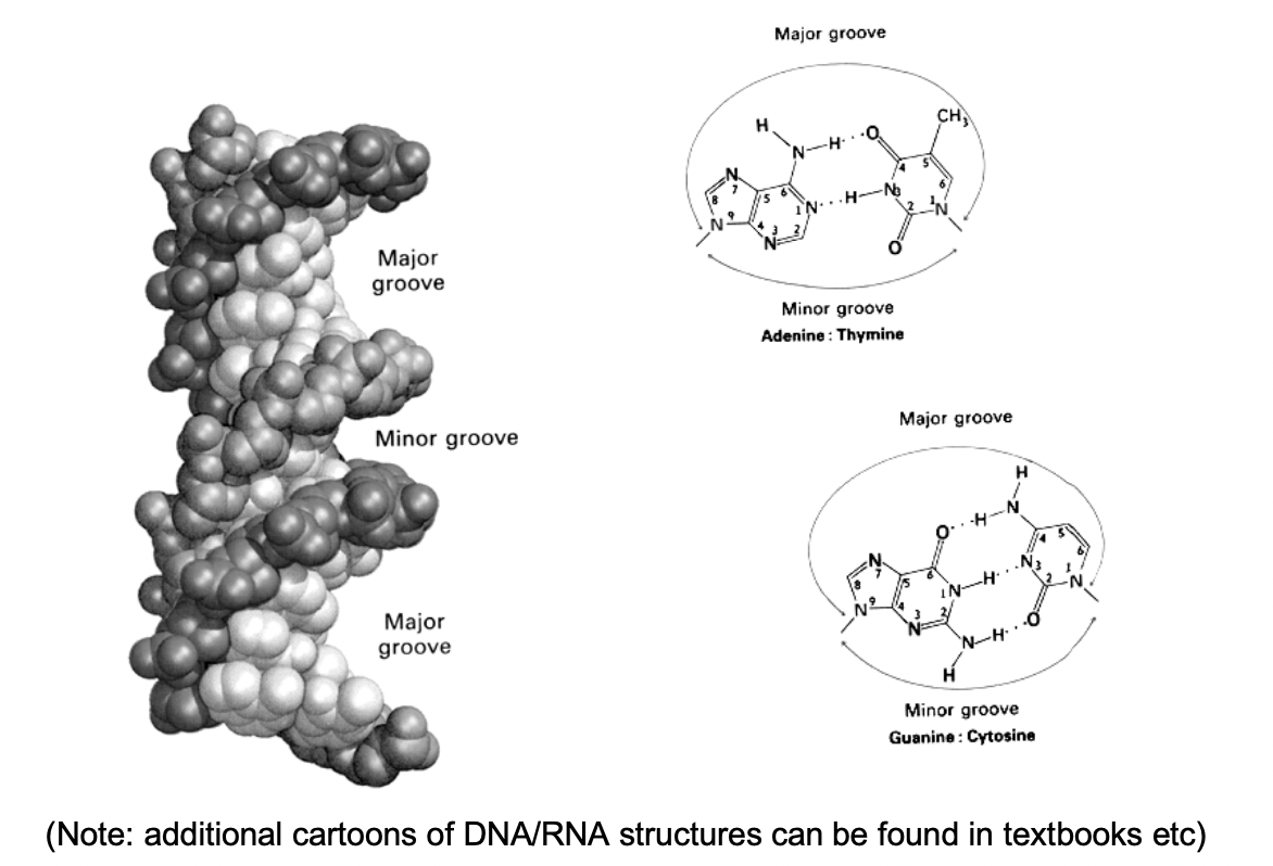 <ol><li><p>base-pair specific surface of the DNA helix accessible in grooves</p></li></ol><p><em>needed for sequesnce -specific binding proteins</em></p><p></p>