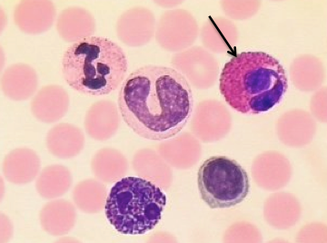 <p>Identify the labelled cell.</p>