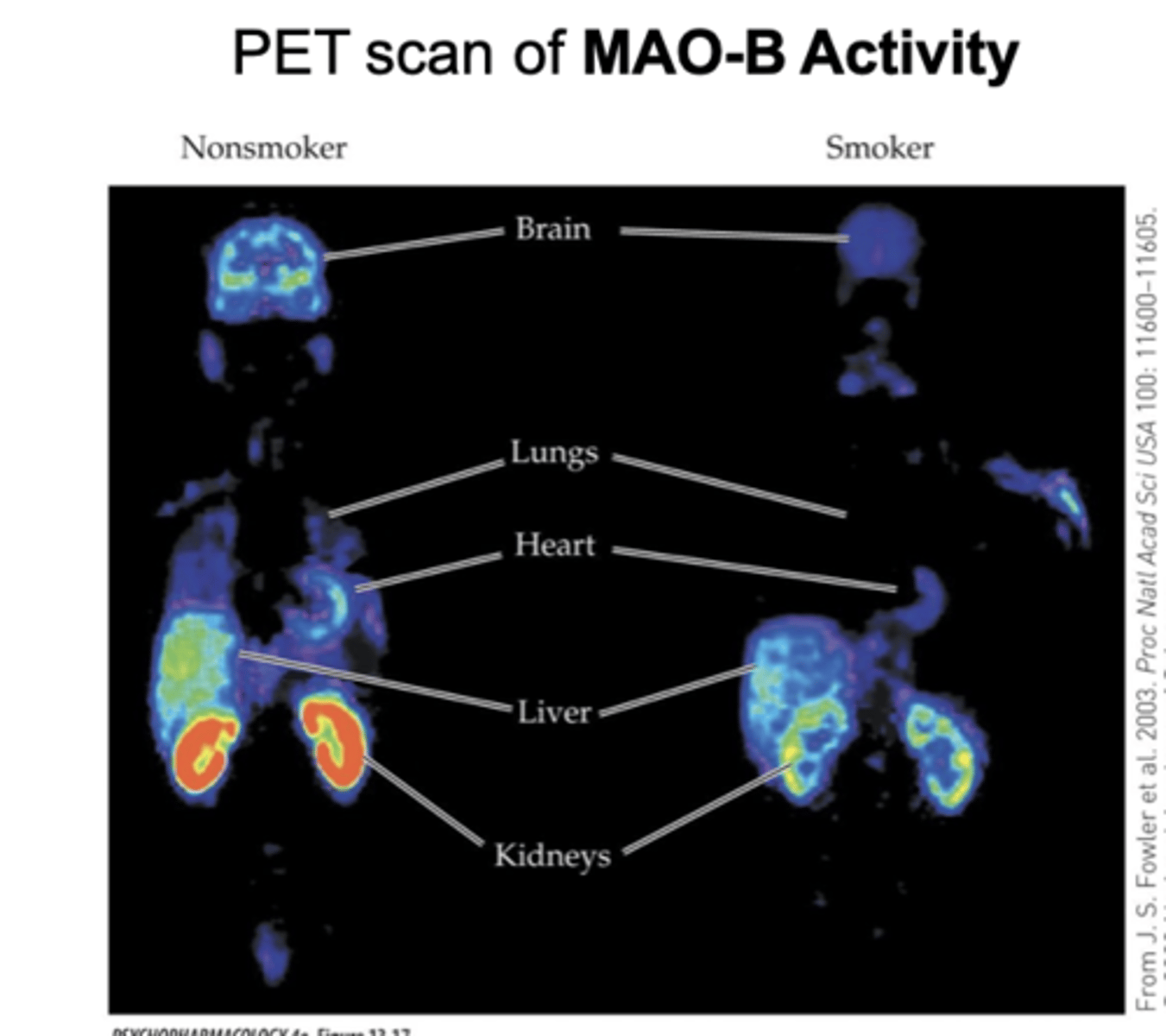 <p>inhibit MAO-A and MAO-B in brain and other organs</p><p>Does MAO inhibition might contribute to reinforcing effects of smoking?</p><p>- inhibition in several organs</p>
