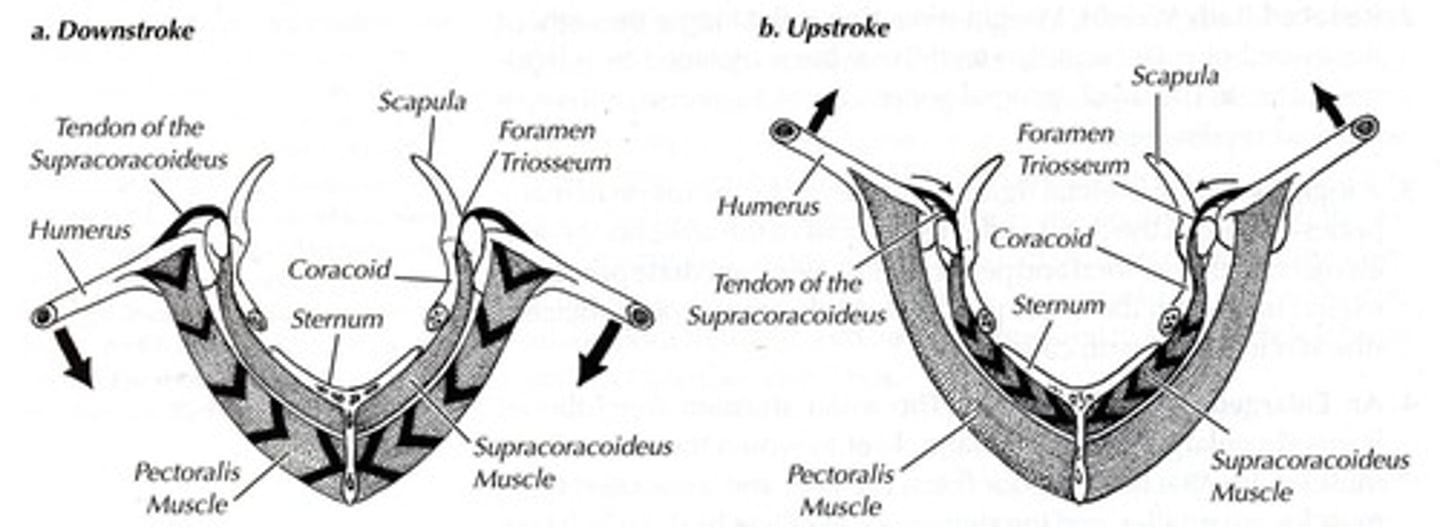 <p>Generate force necessary for wing movement.</p>