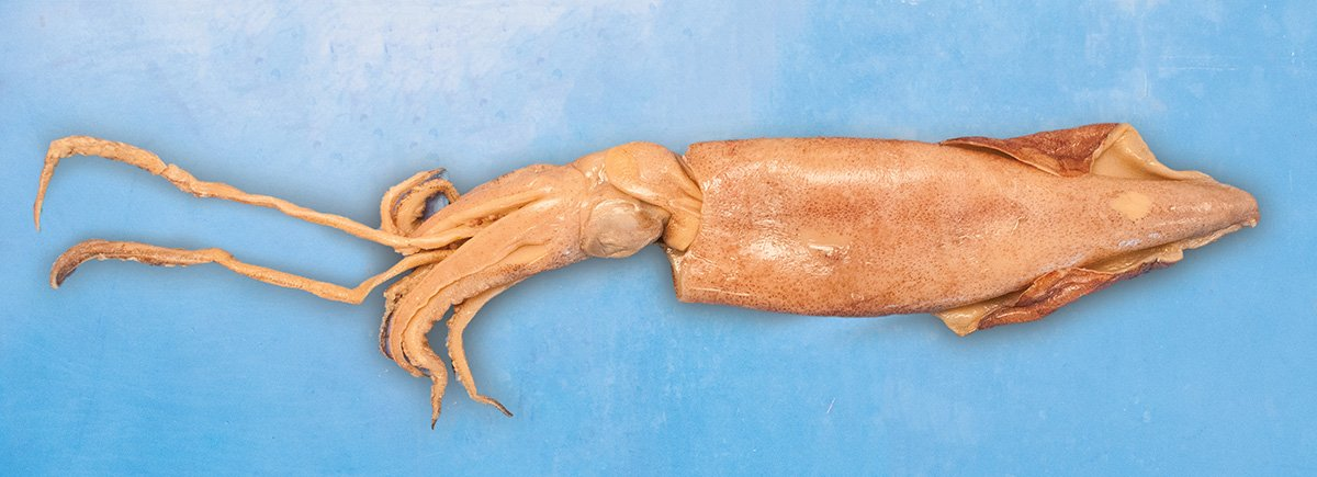 <p>Phylum?Class?<br>Symmetry? Tissue type?<br>Cavity?</p>