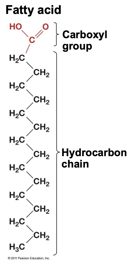 <ul><li><p>1 carboxyl group and a long hydrocarbon chain</p></li><li><p>Amphiphilic: hydrophobic hydrocarbon chain, hydrophilic carboxyl group</p></li><li><p>Found in soap</p></li></ul>