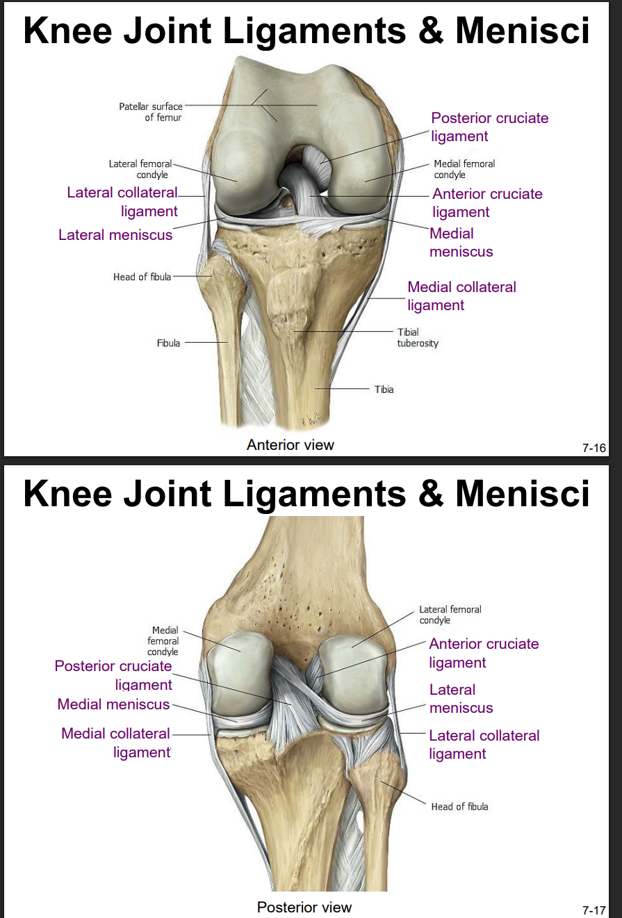 <ul><li><p>on lateral side</p></li><li><p>spans from lateral epicondyle of femur to head of fibula</p></li><li><p>stabilize &amp; support extended knee, prevent side-to-side or rotational motions b/t tibia &amp; femur</p></li></ul><p></p>